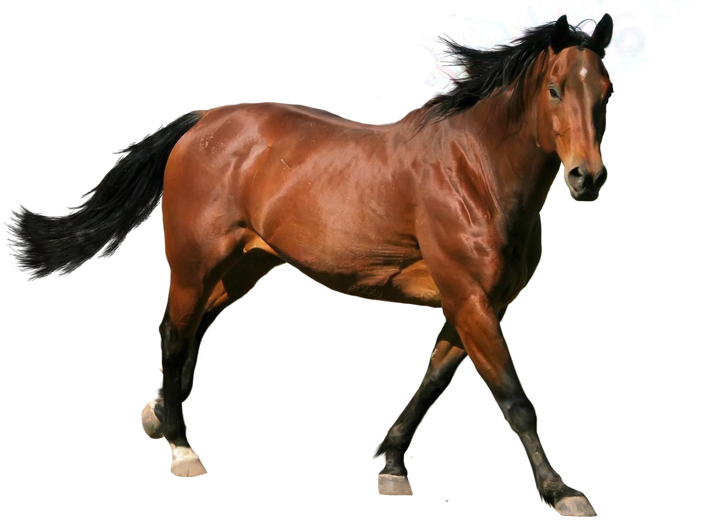 1005+ Horse Business Names Ideas And Domains! The Common Ground Network