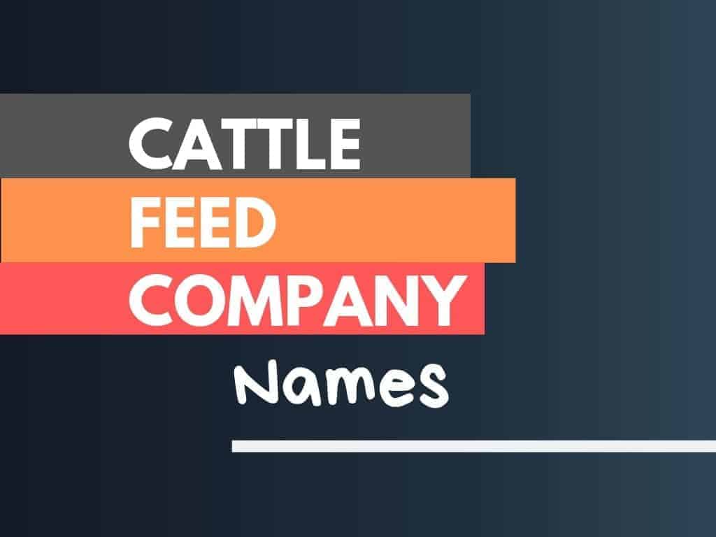 985+ Cattle Feed Names Ideas From Pasture to Plate! (+Guide)