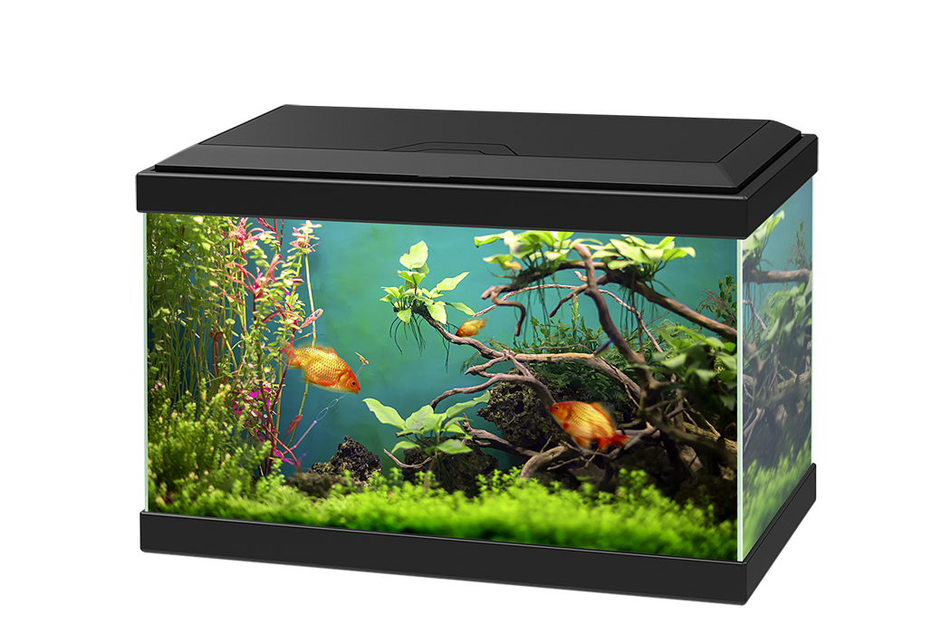 2250 Aquarium Business Names Ideas Generator Guide BrandBoy 2250-aquarium-business-names-ideas-generator-guide-brandboy