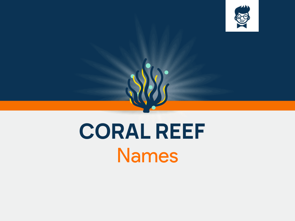 Coral Reef Names 900+ Catchy and Cool names BrandBoy