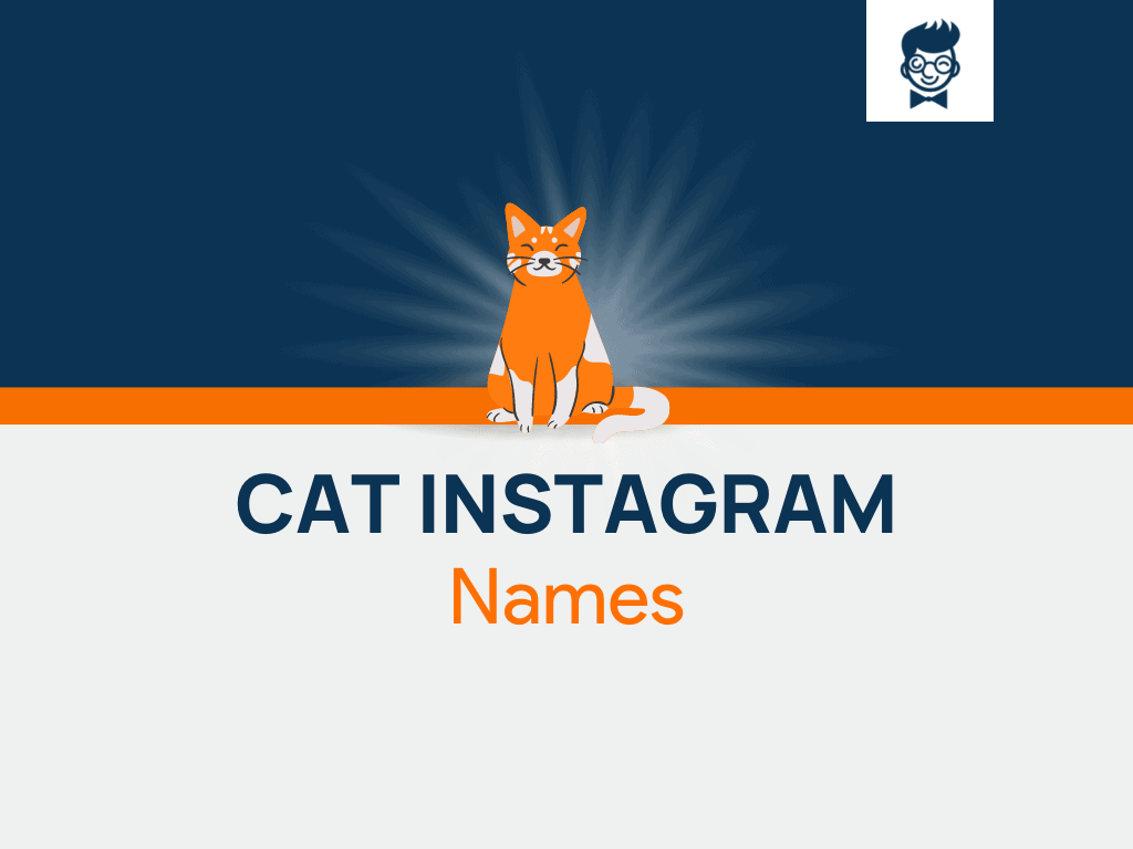 cat-instagram-names-600-catchy-and-cool-names-brandboy