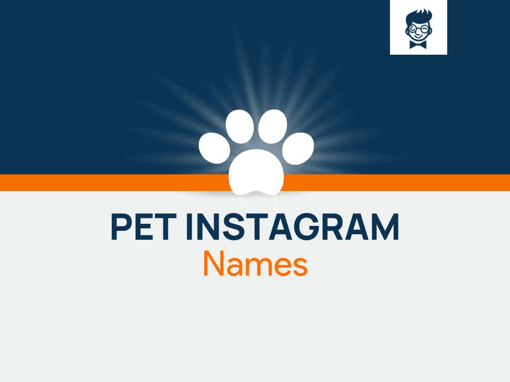 Pet Instagram Names: 600+ Catchy and Cool names