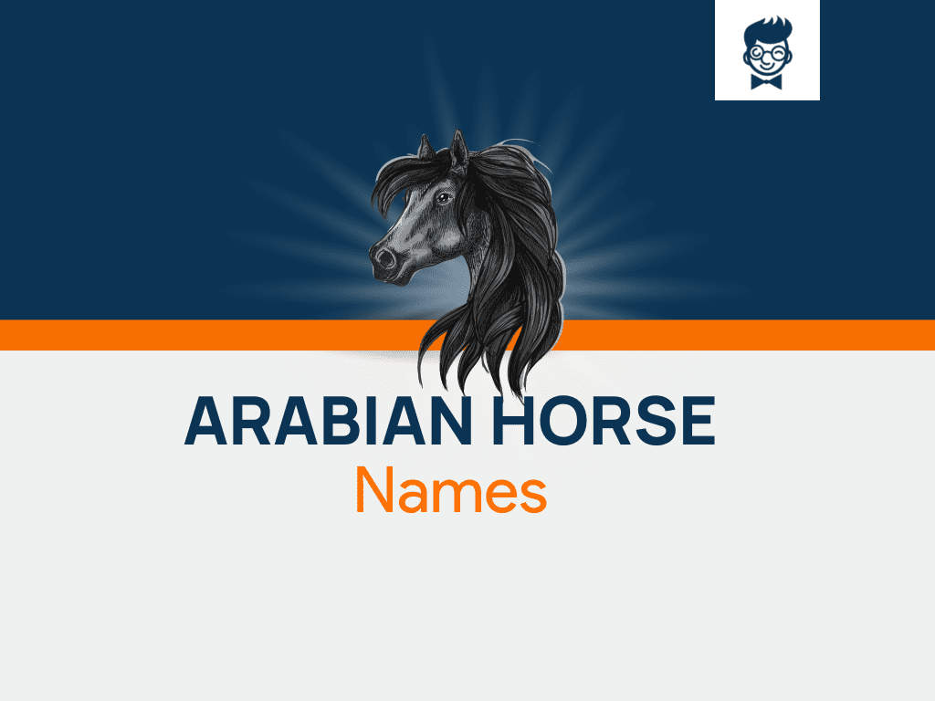 620+ Arabian Horse Names to Honor Their Royal Heritage! BrandBoy