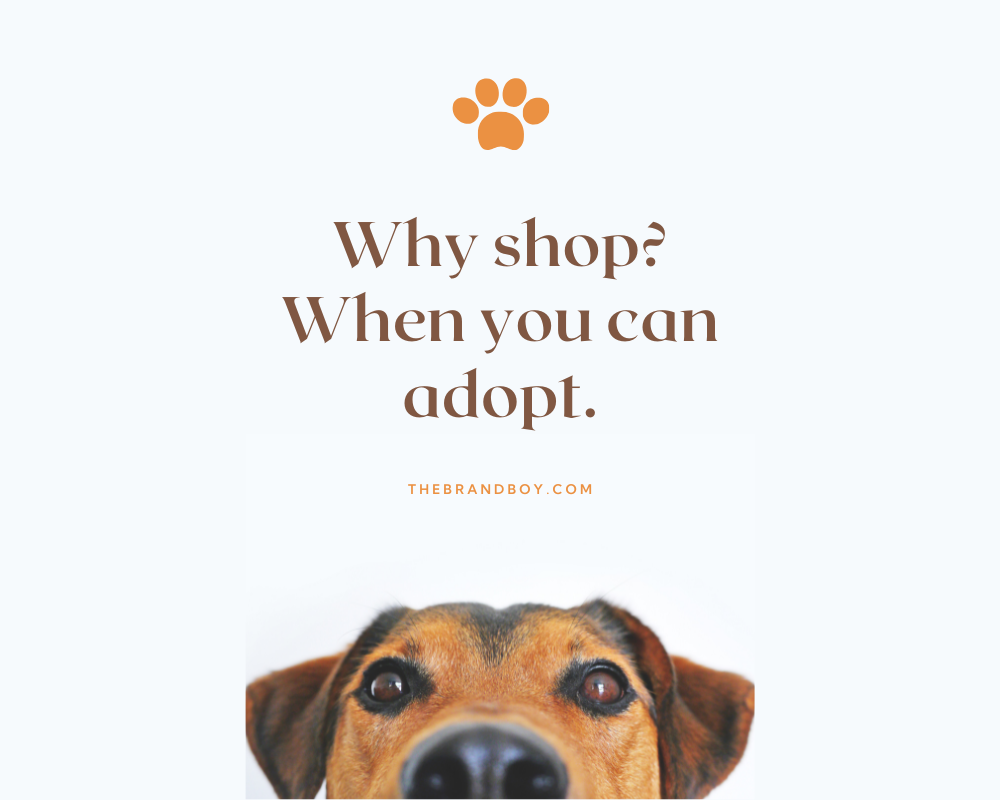 345+ Catchy Pet Adoption Slogans, Sayings, And Phrases