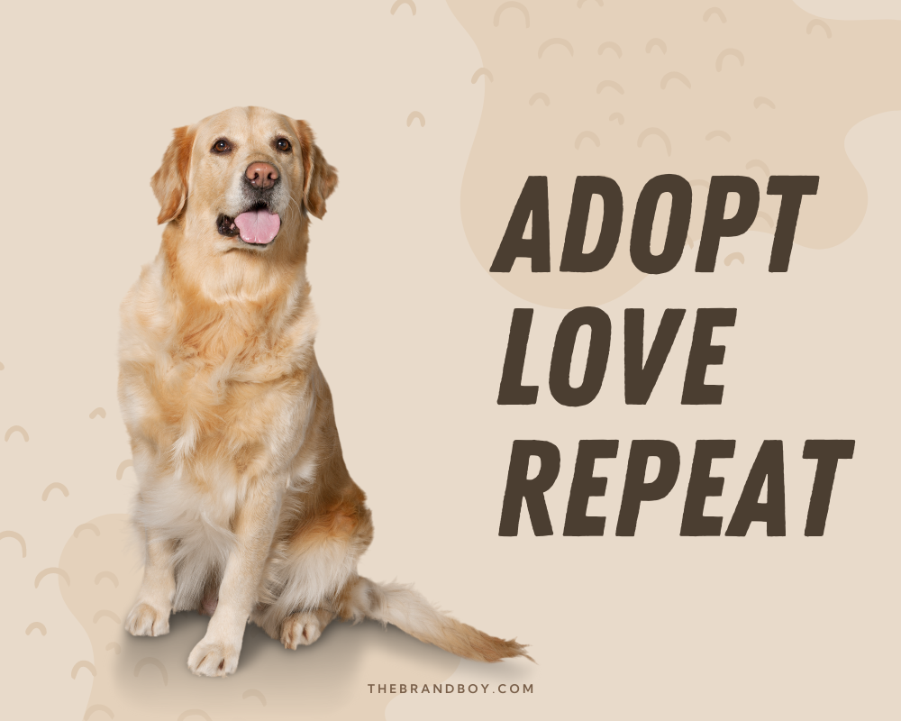 345+ Catchy Pet Adoption Slogans, Sayings, And Phrases