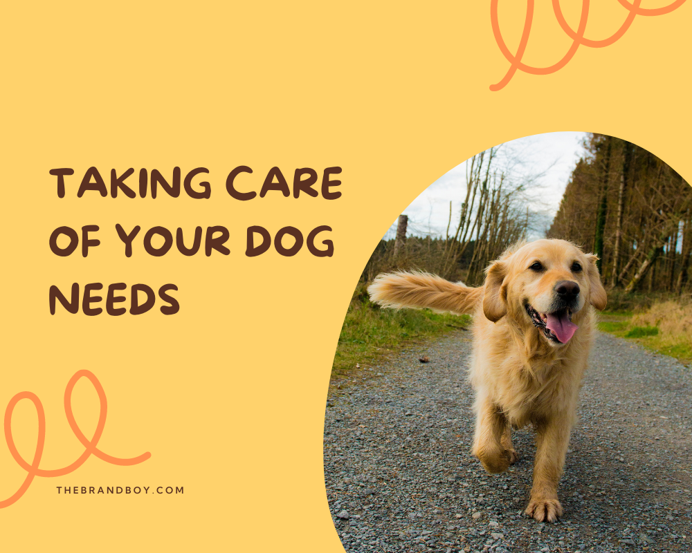 470+ Catchy Dog Walking Slogans And Taglines (generator + guide) BrandBoy