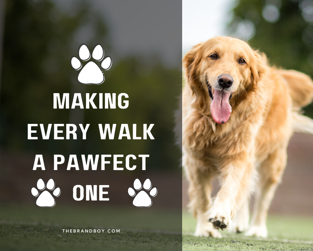 470+ Catchy Dog Walking Slogans And Taglines (generator + guide) BrandBoy