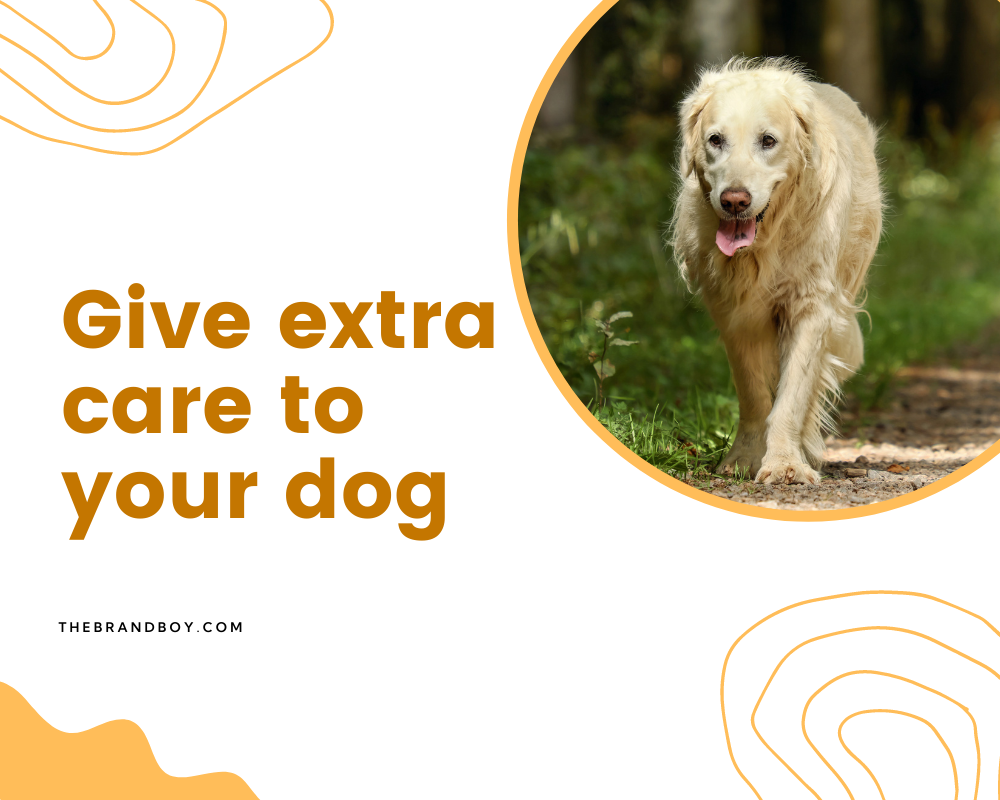 470+ Catchy Dog Walking Slogans And Taglines (generator + guide) BrandBoy