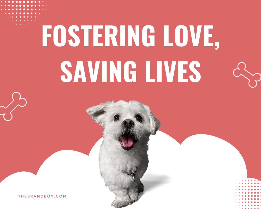 345 Catchy Pet Adoption Slogans Sayings And Phrases 345-catchy-pet-adoption-slogans-sayings-and-phrases