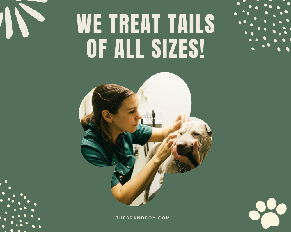 495 Vet Slogans And Taglines Generator Guide BrandBoy 495-vet-slogans-and-taglines-generator-guide-brandboy