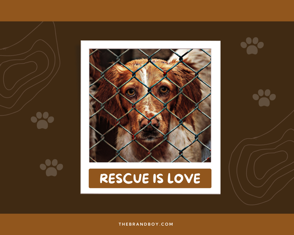 763+ Catchy Animal Shelter Slogans And Sayings (Generator + Guide