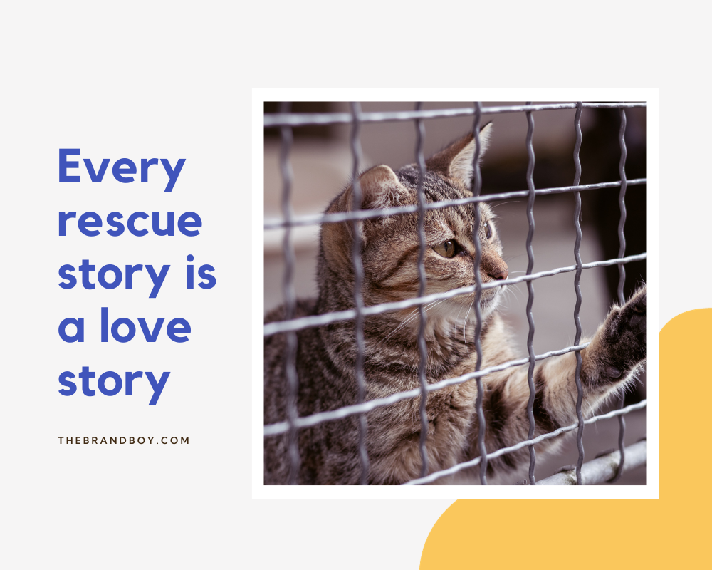 763 Catchy Animal Shelter Slogans And Sayings Generator Guide 763-catchy-animal-shelter-slogans-and-sayings-generator-guide