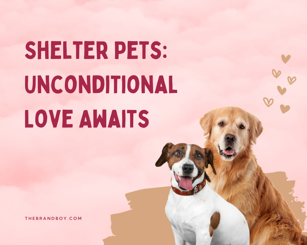 Good Animal Shelter Slogans at Karl Jeffries blog