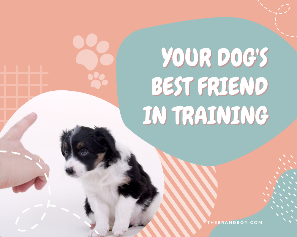 854+ Catchy Dog Training Slogans And Taglines (Generator + Guide) BrandBoy