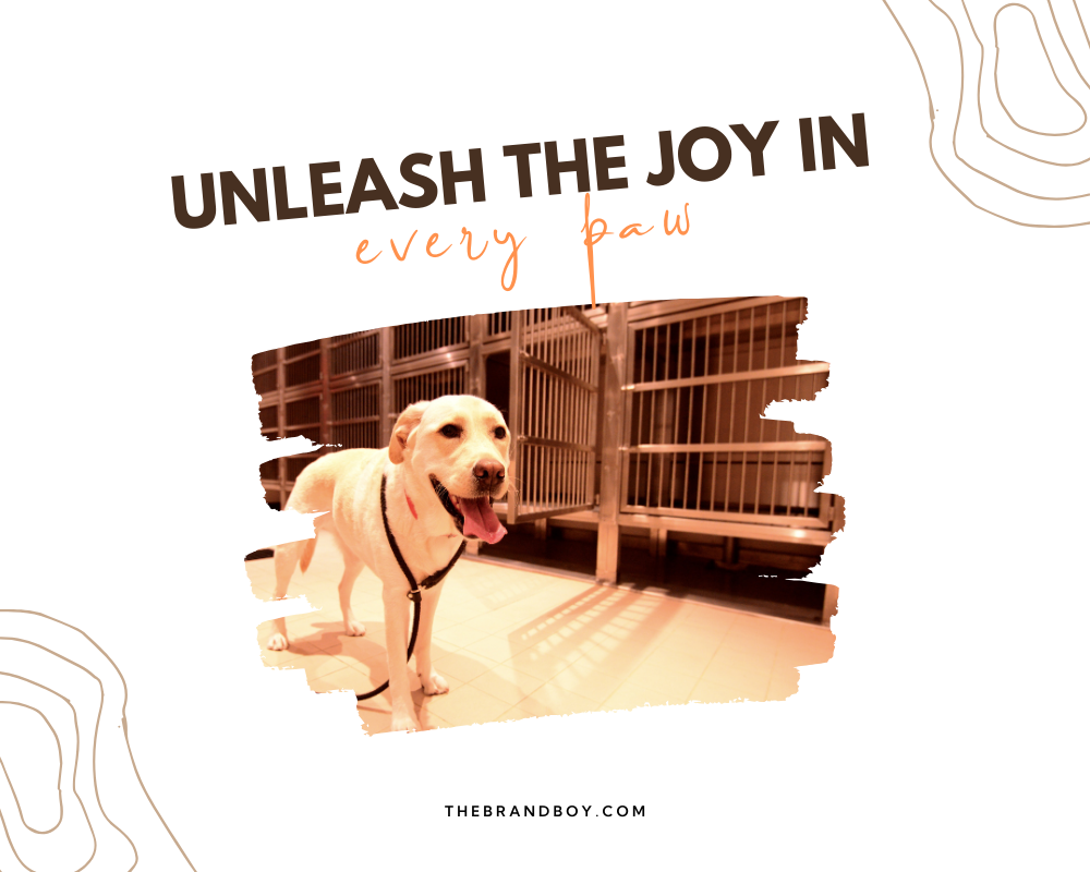 740 Best Dog Kennel Slogans And Taglines Generator Guide 740-best-dog-kennel-slogans-and-taglines-generator-guide