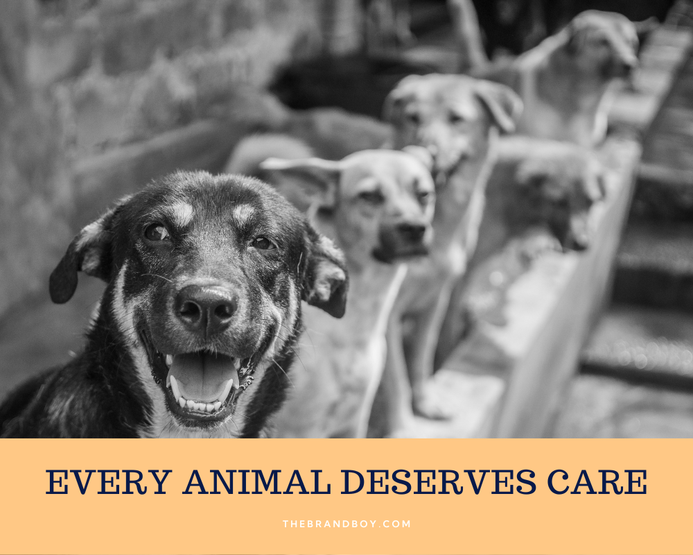 763 Catchy Animal Shelter Slogans And Sayings Generator Guide 