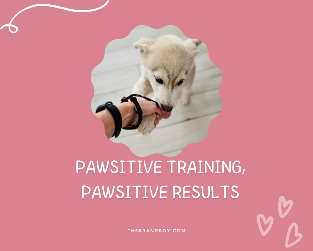 854+ Catchy Dog Training Slogans And Taglines (Generator + Guide) BrandBoy