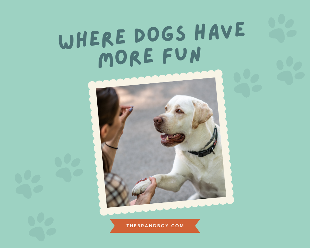 854+ Catchy Dog Training Slogans And Taglines (Generator + Guide) BrandBoy