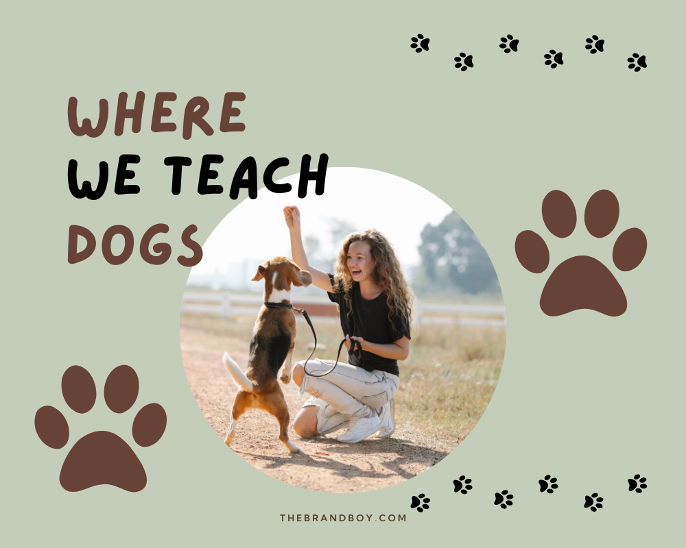 854-catchy-dog-training-slogans-and-taglines-generator-guide