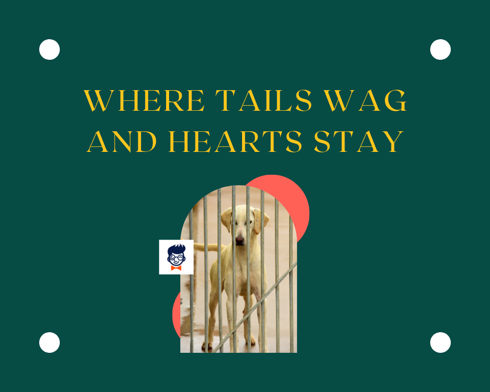 740 Best Dog Kennel Slogans And Taglines Generator Guide 740-best-dog-kennel-slogans-and-taglines-generator-guide