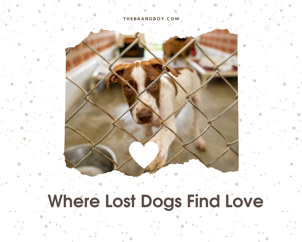 763+ Catchy Animal Shelter Slogans And Sayings (Generator + Guide