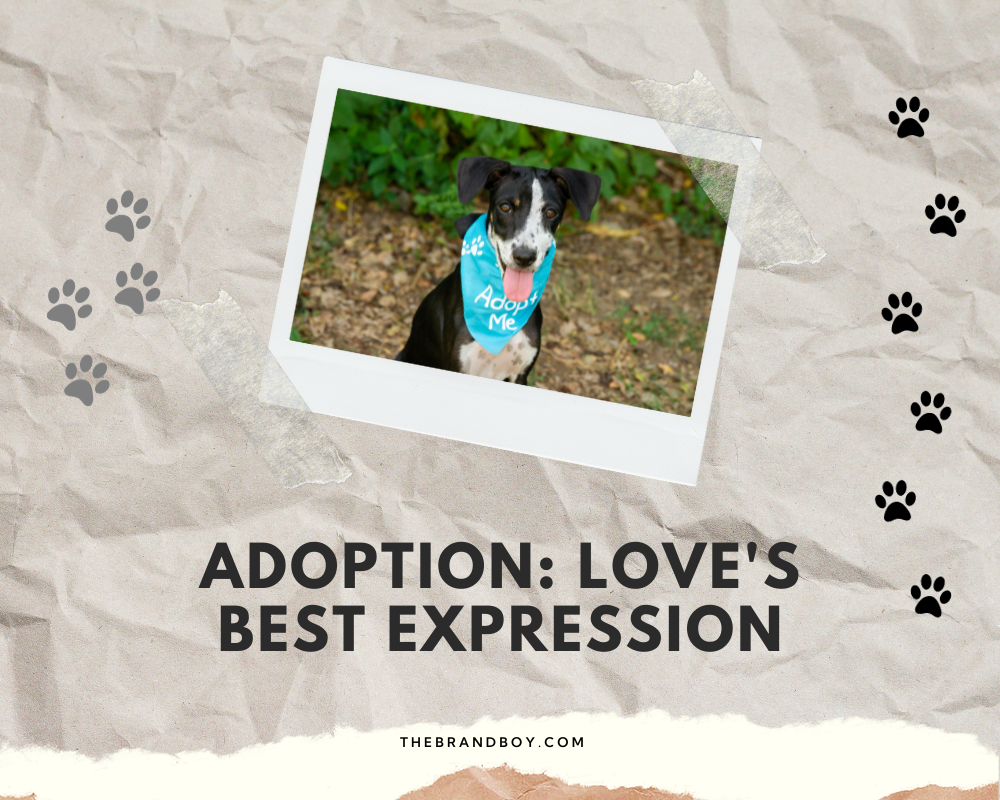 763+ Catchy Animal Shelter Slogans And Sayings (Generator + Guide