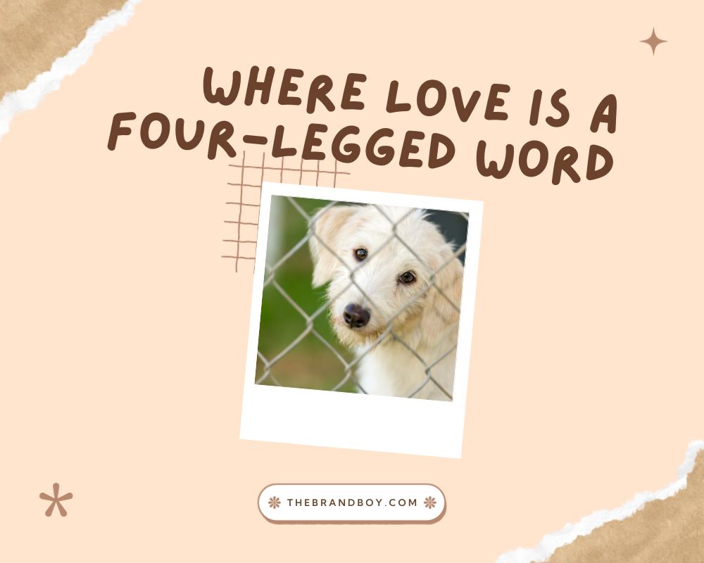 763+ Catchy Animal Shelter Slogans And Sayings (Generator + Guide
