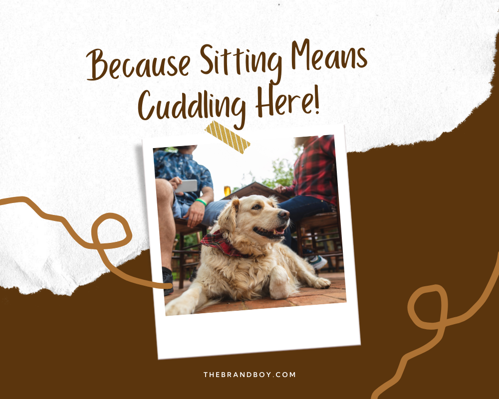 781-catchy-dog-sitting-slogans-and-sayings-generator-guide