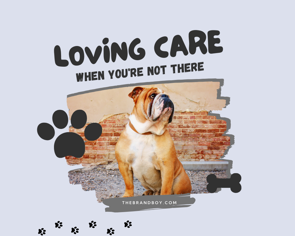 781 Catchy Dog Sitting Slogans And Sayings Generator Guide 781-catchy-dog-sitting-slogans-and-sayings-generator-guide