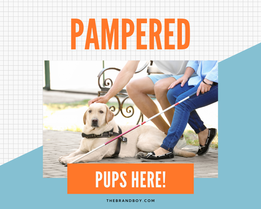 781+ Catchy Dog Sitting Slogans and Sayings (Generator + Guide