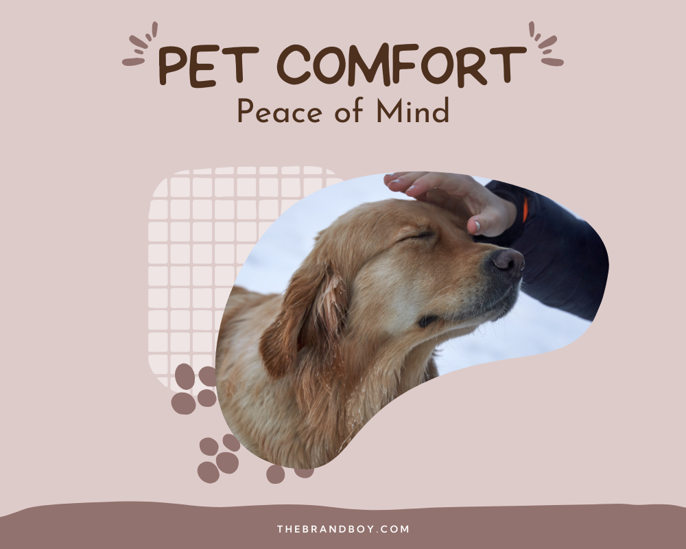 682+ Catchy Pet Sitting Slogans And Taglines thebrandboy