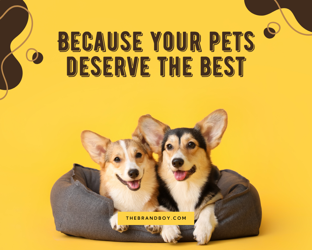 682+ Catchy Pet Sitting Slogans And Taglines thebrandboy