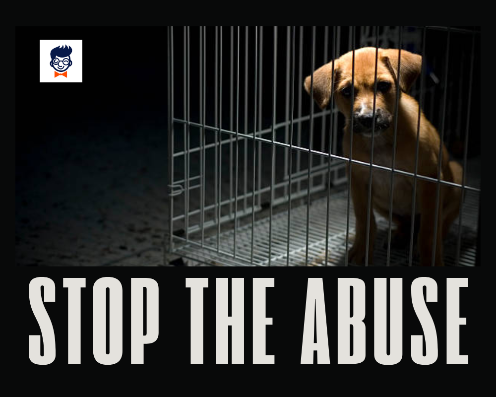 714+ Great Animal Abuse Slogans (generator + Guide)